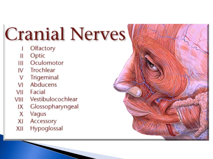 12-cranial-nerves-2-728